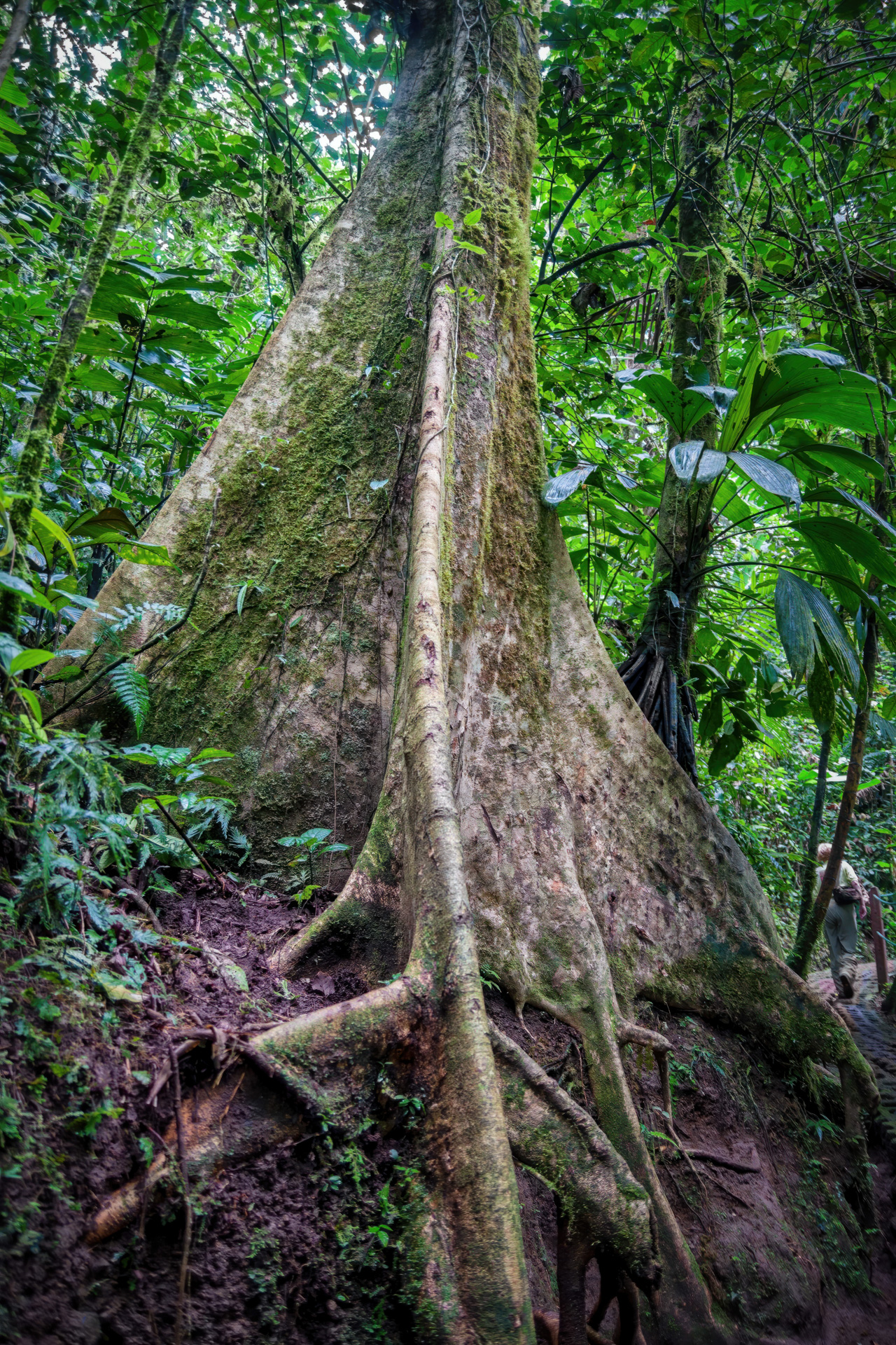 Beeindruckende Brettwurzeln